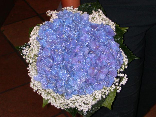 ortensia azzurra