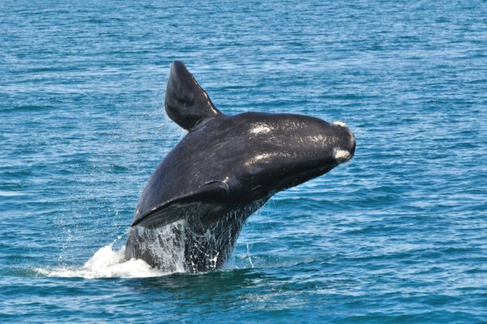 Balene canada