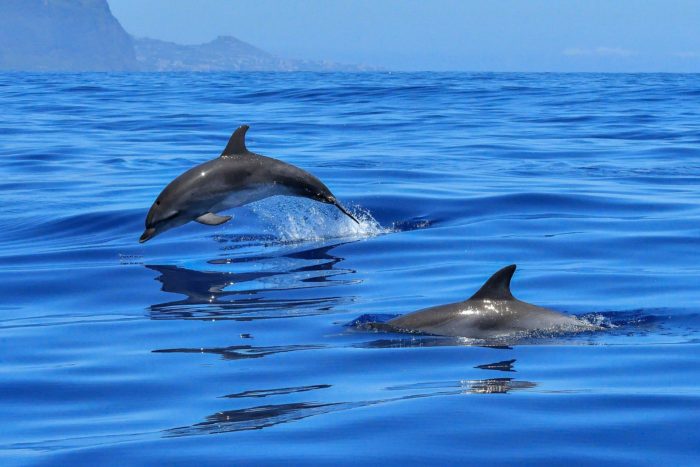 Bagno con i delfini