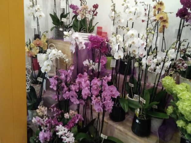 Piante di orchidee