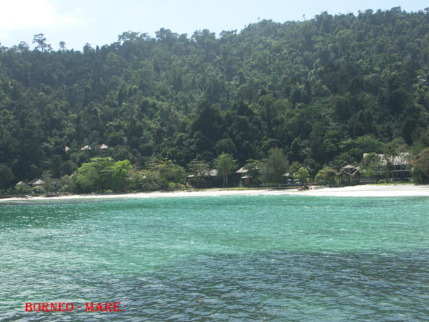 Borneo Malese 1